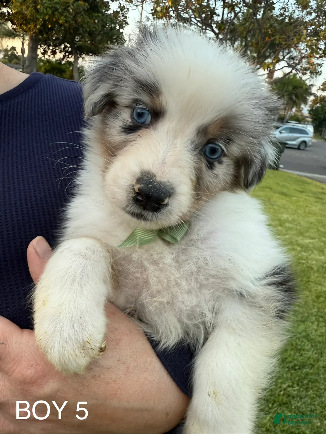 Australian Shepherd dogs for sale: Australian Shepherd Puppy 6 - Ad 1
