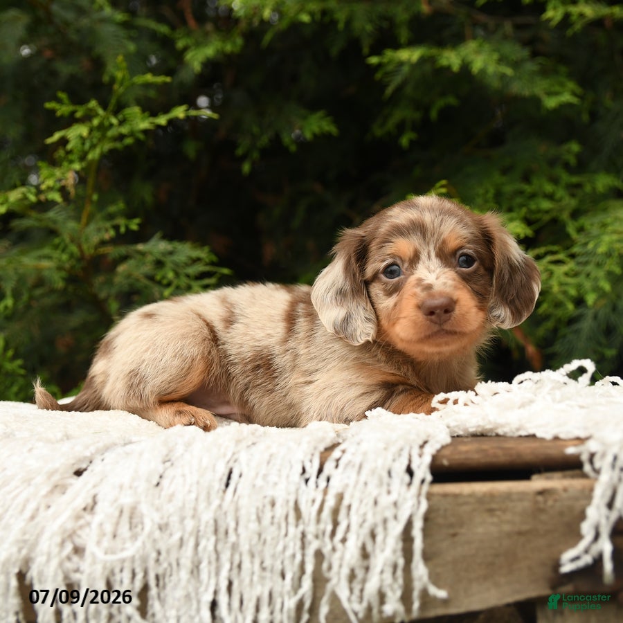 Miniature Dachshund dogs Icon - Ad 2