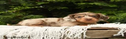 Miniature Dachshund dogs for sale: Icon - Ad 5