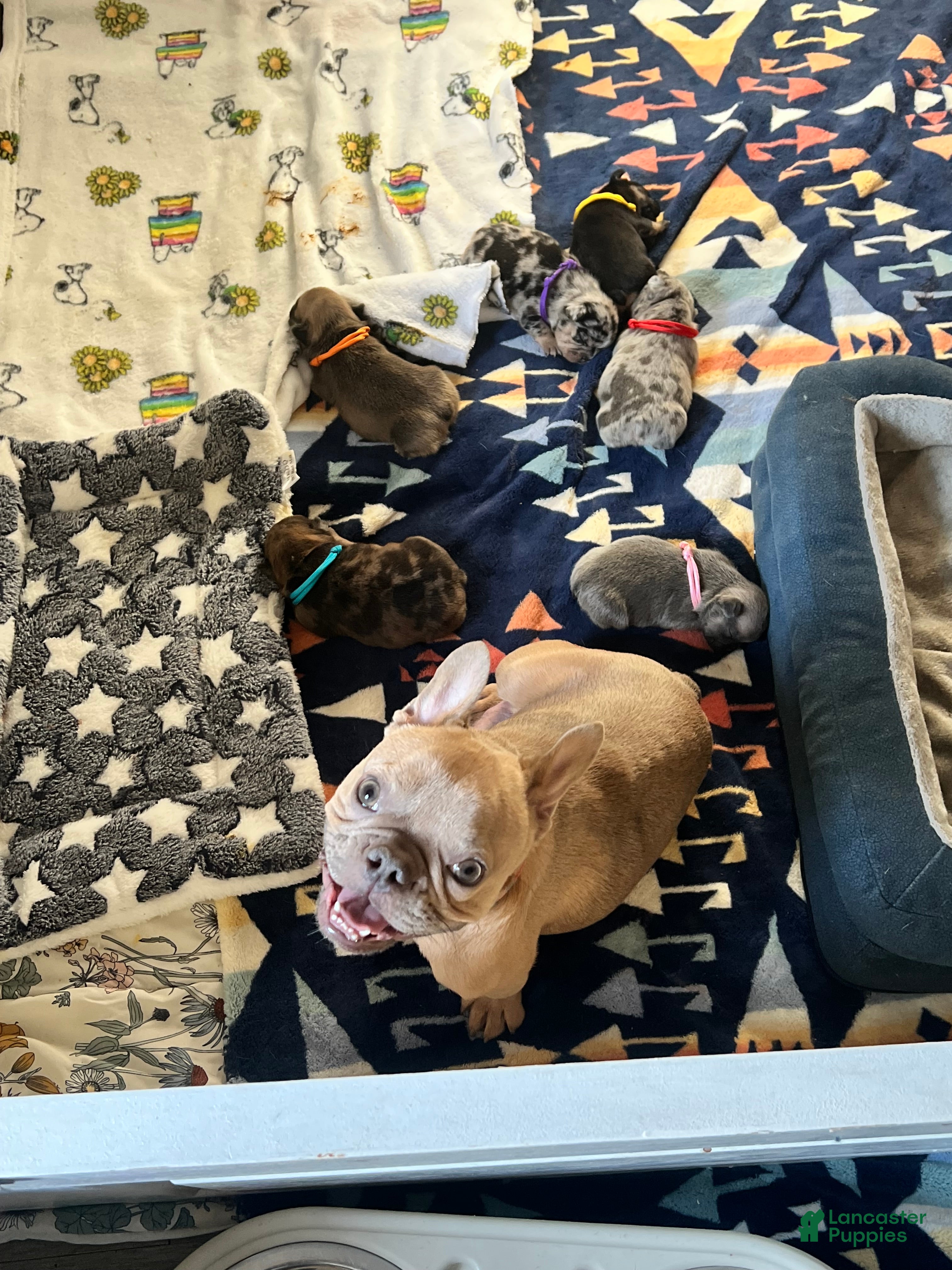 French Bulldog dogs French Bulldog Puppy 2 - Ad 2