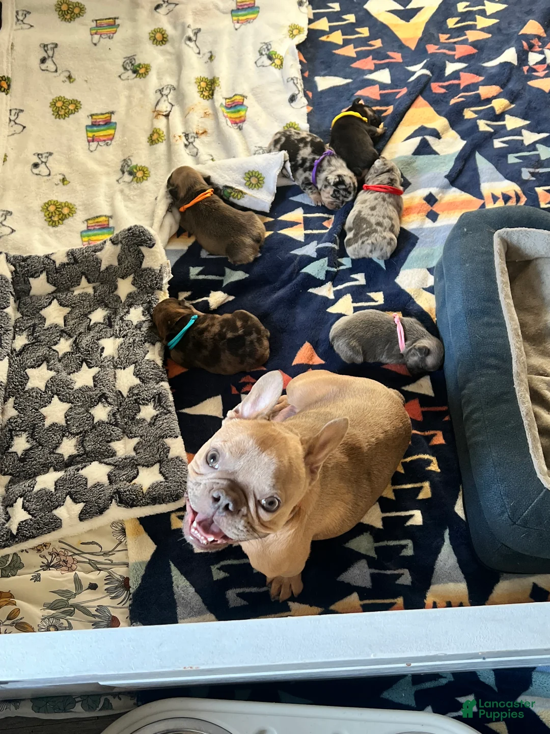 French Bulldog dogs for sale: French Bulldog Puppy 2 - Ad 2