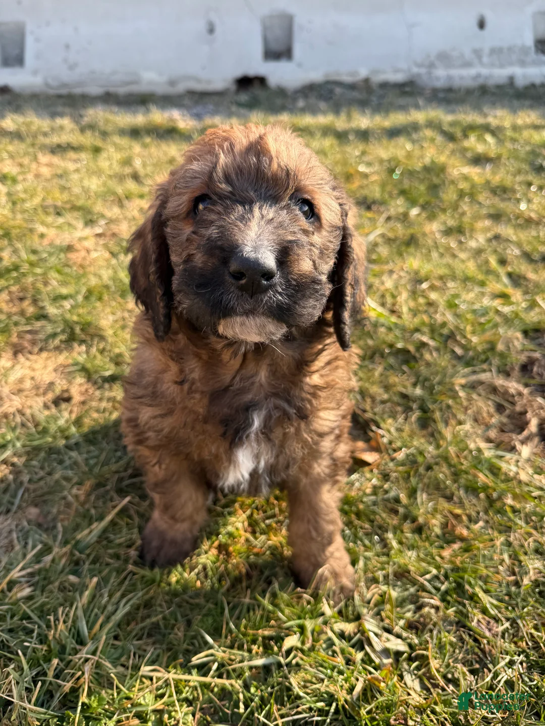 Mixed Breed dogs for sale: Brownie - Ad 2