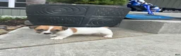 Jack Russell Terrier dogs for sale: Toby - Ad 5