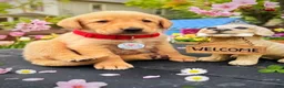 Labrador Retriever dogs for sale: Labrador Retriever Puppy 1 - Ad 7