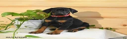 Doberman Pinscher dogs for sale: Annie - Ad 3