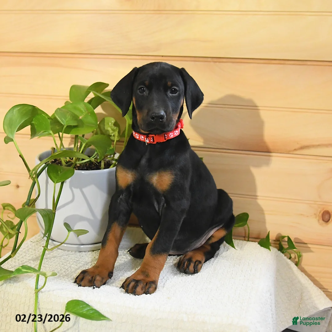 Doberman Pinscher dogs for sale: Annie - Ad 3