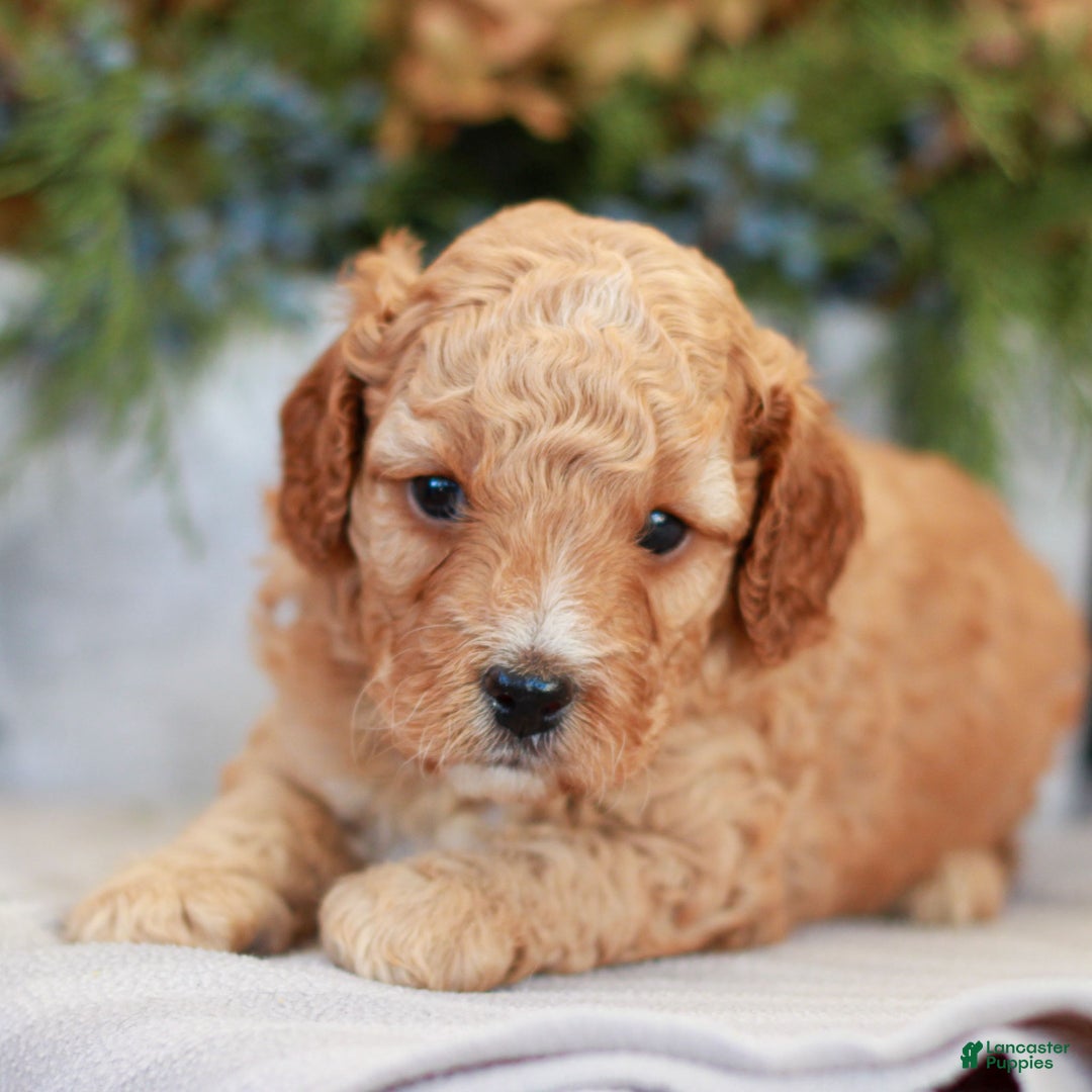 Cavapoo dogs for sale: Michael  - Ad 1