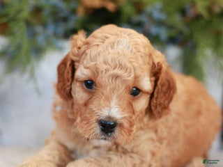 Cavapoo dogs Michael - Ad 42