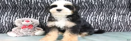 Mini Bernedoodle dogs for sale: Leo - Ad 2