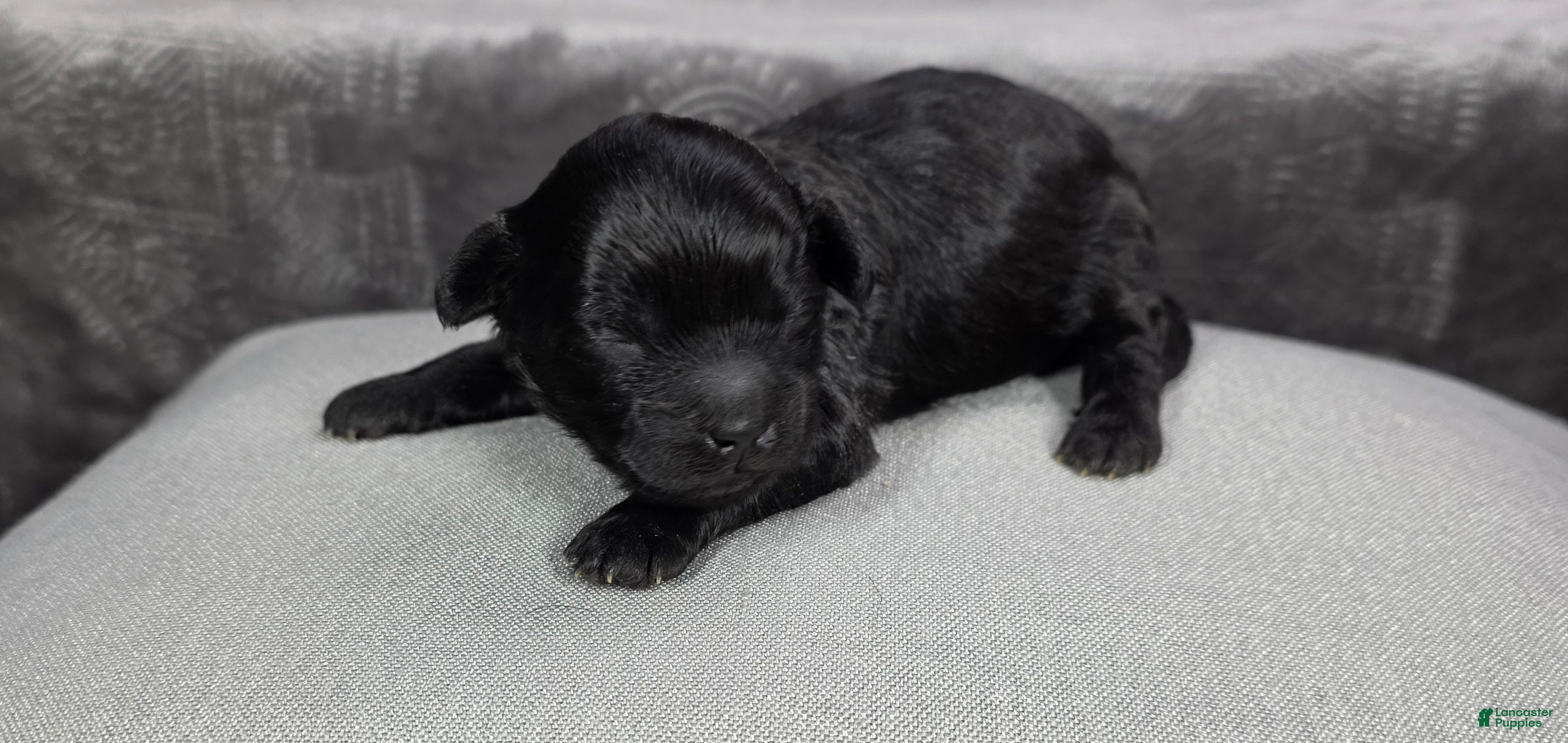 Shihpoo dogs Shihpoo Puppy 2 - Ad 26