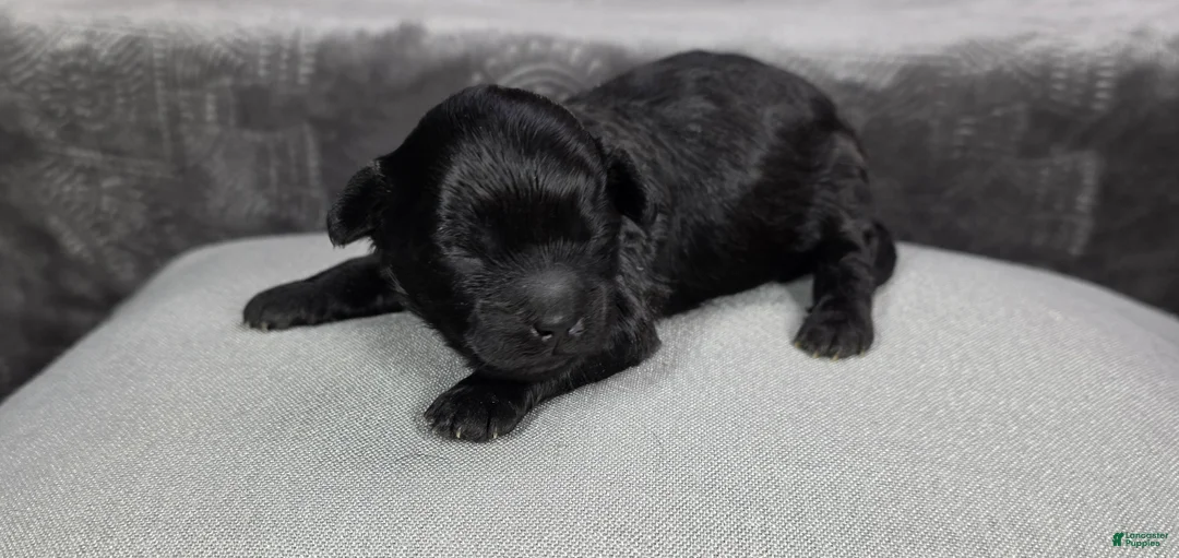 Shihpoo dogs for sale: Shihpoo Puppy 2 - Ad 1