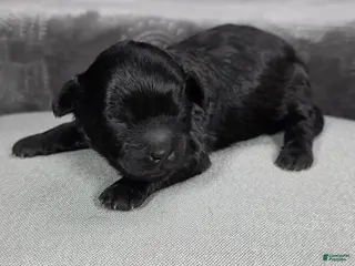 Shihpoo dogs Shihpoo Puppy 2 - Ad 26