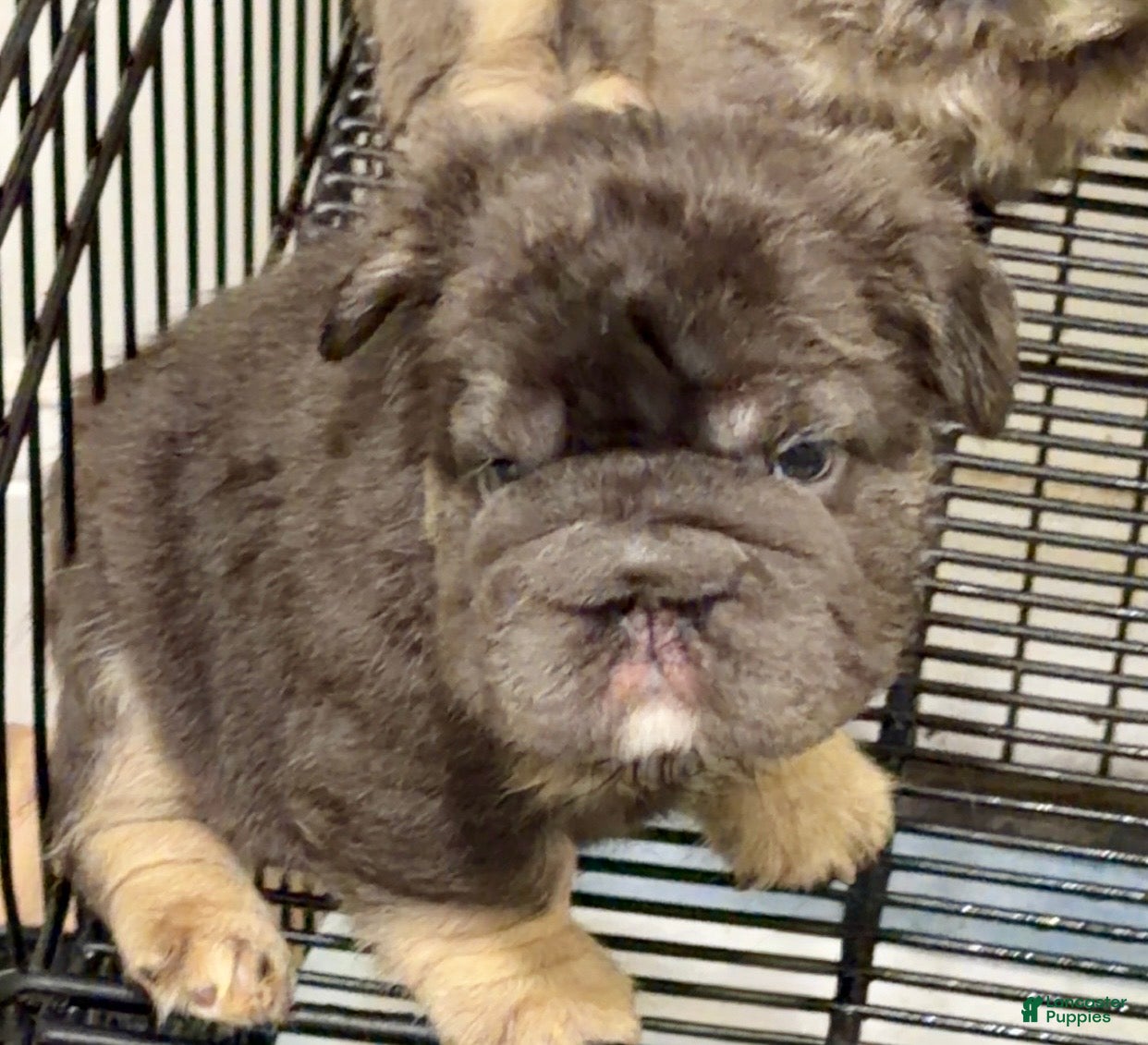 French Bulldog dogs Blackberry - Ad 2