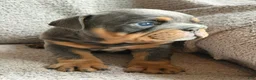 English Bulldog dogs for sale: Bluey - Ad 2