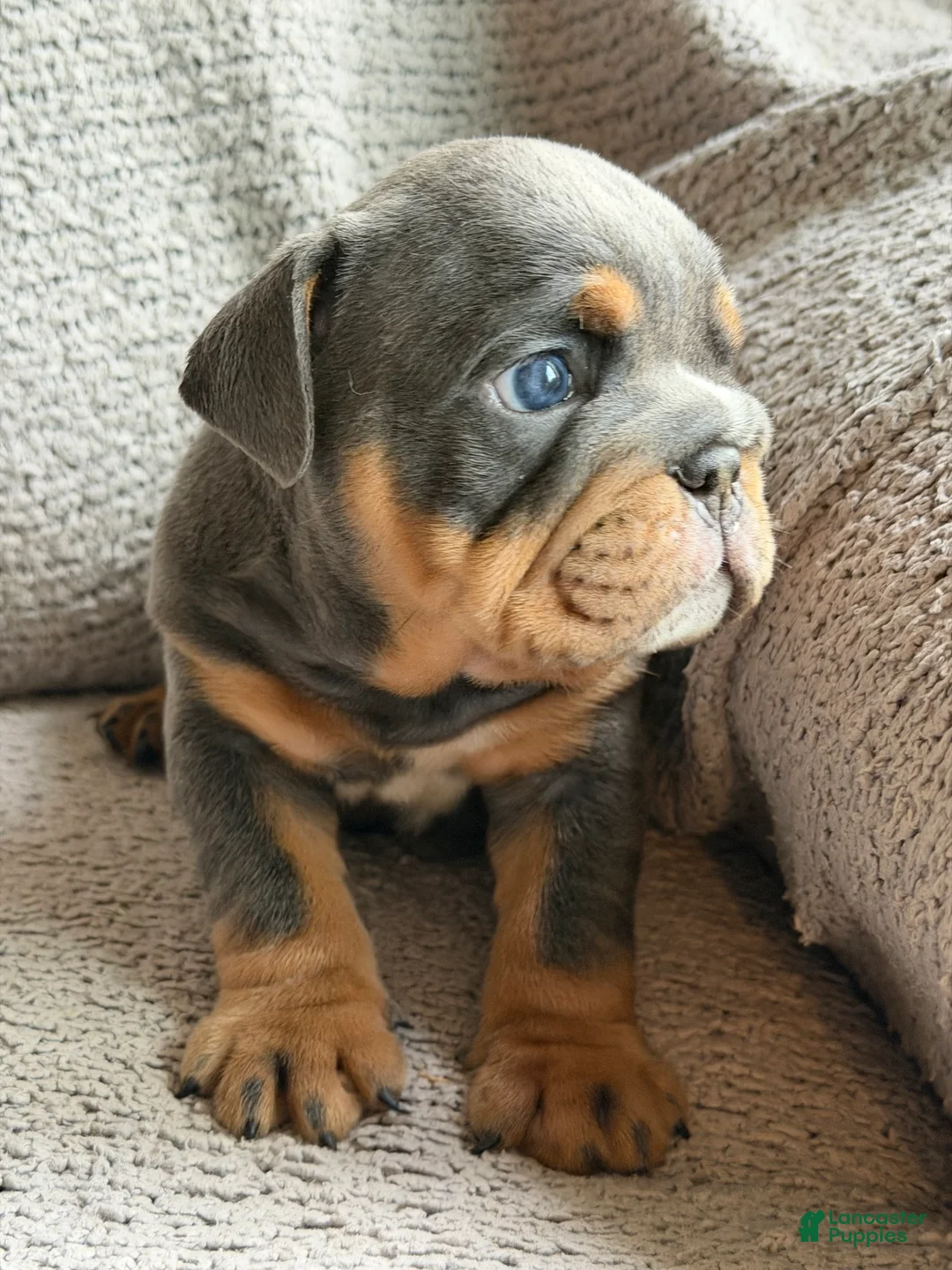 English Bulldog dogs for sale: Bluey - Ad 2