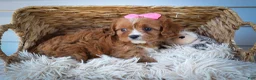 Cavapoo dogs for sale: Katie 🎀 - Ad 14
