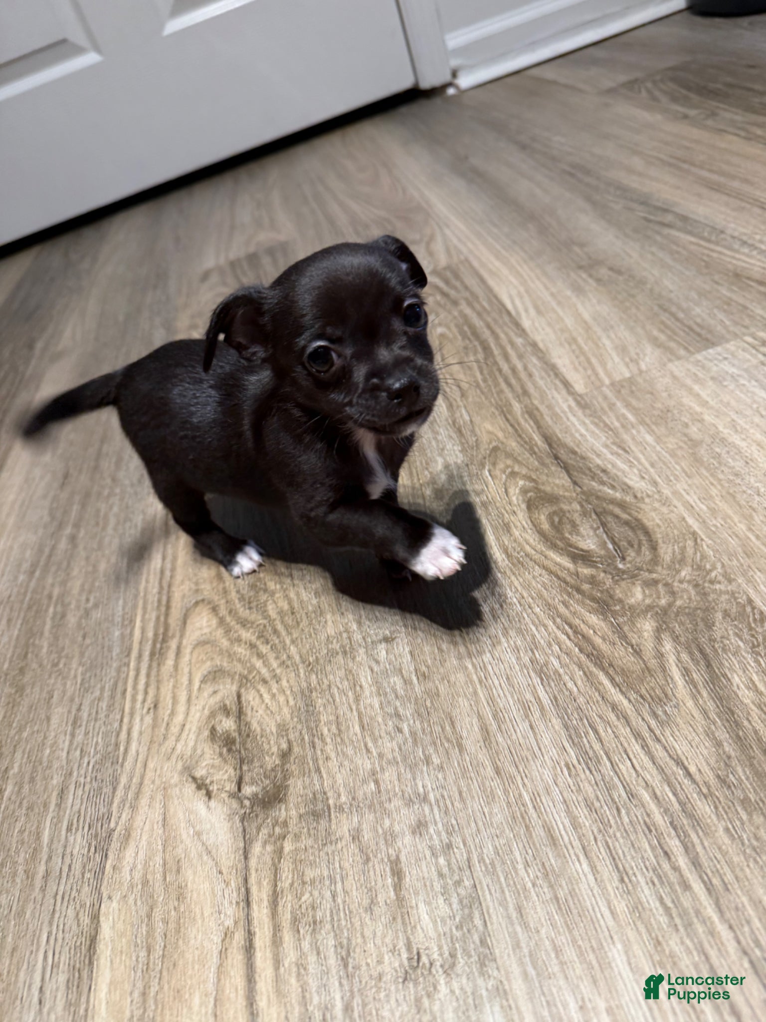 Chihuahua dogs Dutch - Ad 1