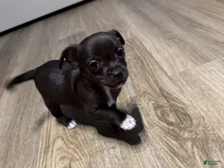 Chihuahua dogs for sale: Dutch - Ad 4