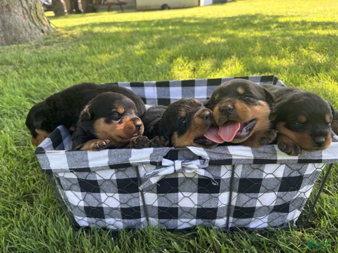 Rottweiler dogs for sale: Elvis - Ad 4