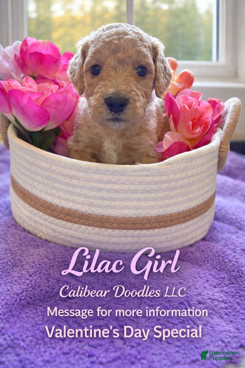 Goldendoodle dogs for sale: Goldendoodle Puppy 8 - Ad 3