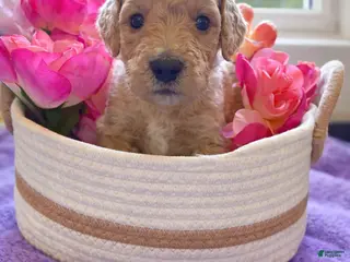 Goldendoodle dogs Goldendoodle Puppy 8 - Ad 5