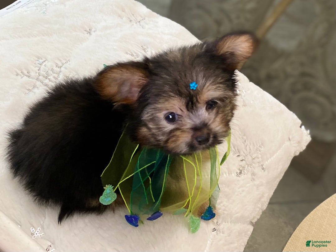 Shorkie dogs for sale: Shorkie Puppy 3 - Ad 6