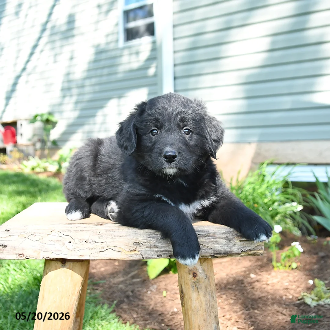 Mixed Breed dogs for sale: Sophia - Ad 2