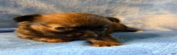 Chihuahua dogs for sale: Chihuahua 1 - Ad 15