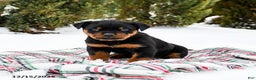 Rottweiler dogs for sale: Roxy - Ad 2