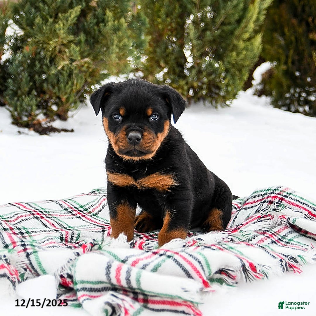Rottweiler dogs for sale: Roxy - Ad 2