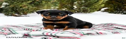 Rottweiler dogs for sale: Roxy - Ad 2