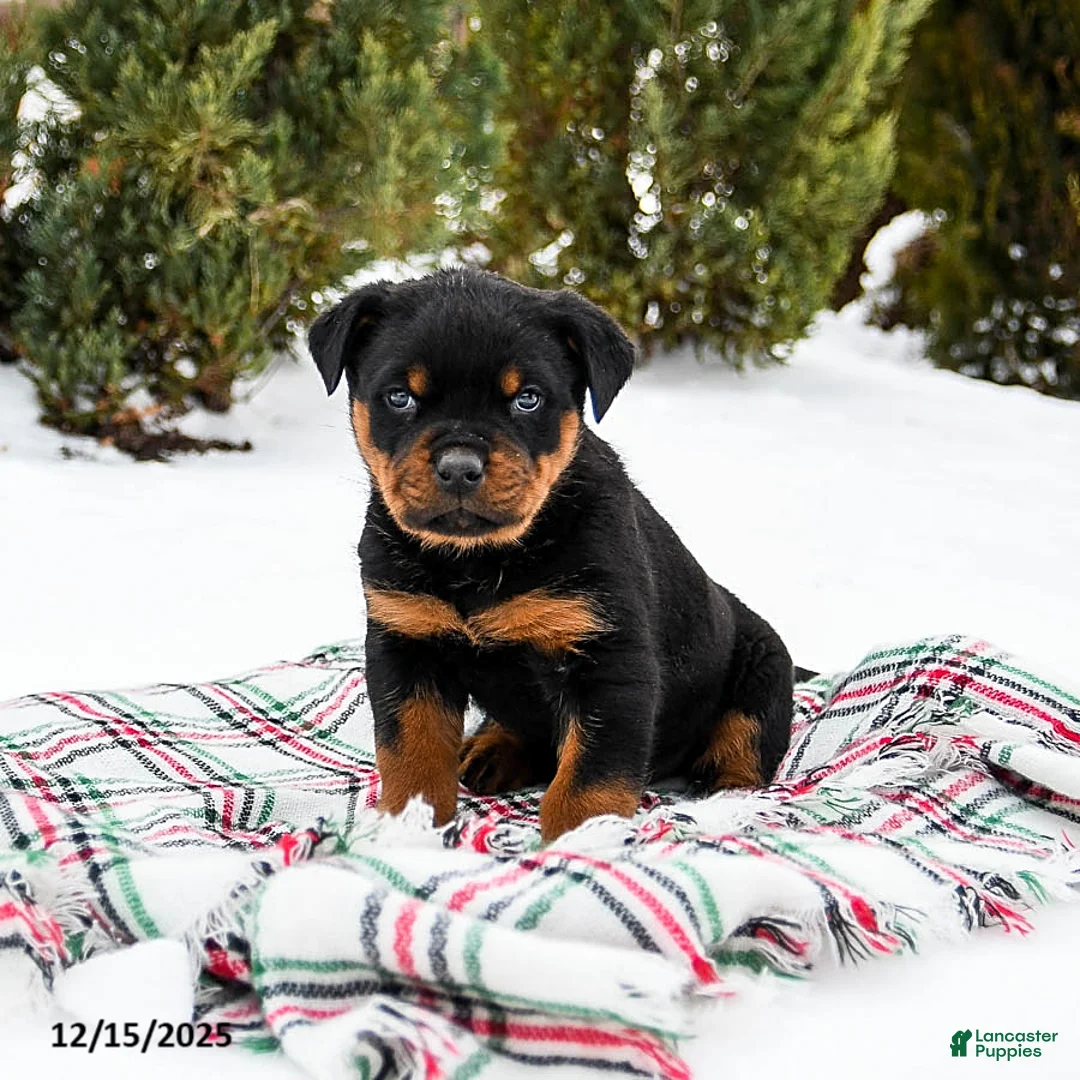Rottweiler dogs for sale: Roxy - Ad 2