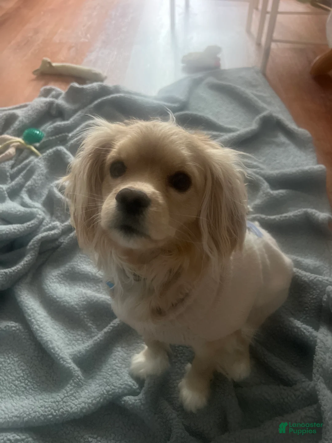 Mixed Breed dogs for sale: Violet - Ad 3