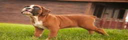 Boxer dogs for sale: Luna - Ad 3