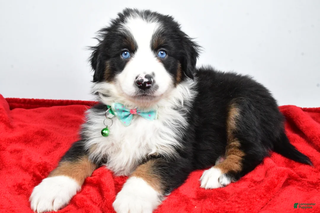Miniature Australian Shepherd dogs for sale: Rambo - Ad 10
