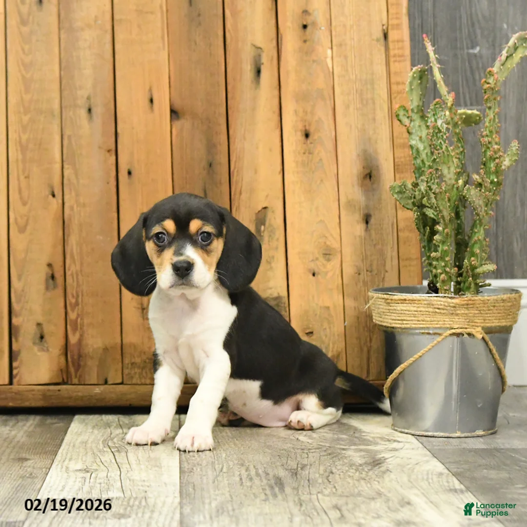 Beagle dogs for sale: Trixy - Ad 4
