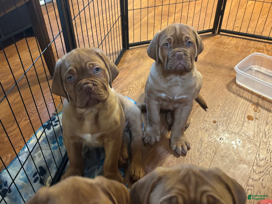 Dogue De Bordeaux dogs for sale: Dogue De Bordeaux Puppy  - Ad 4