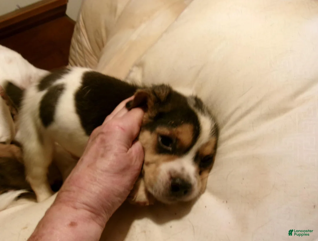 Beagle dogs for sale: Beagle 2 - Ad 2