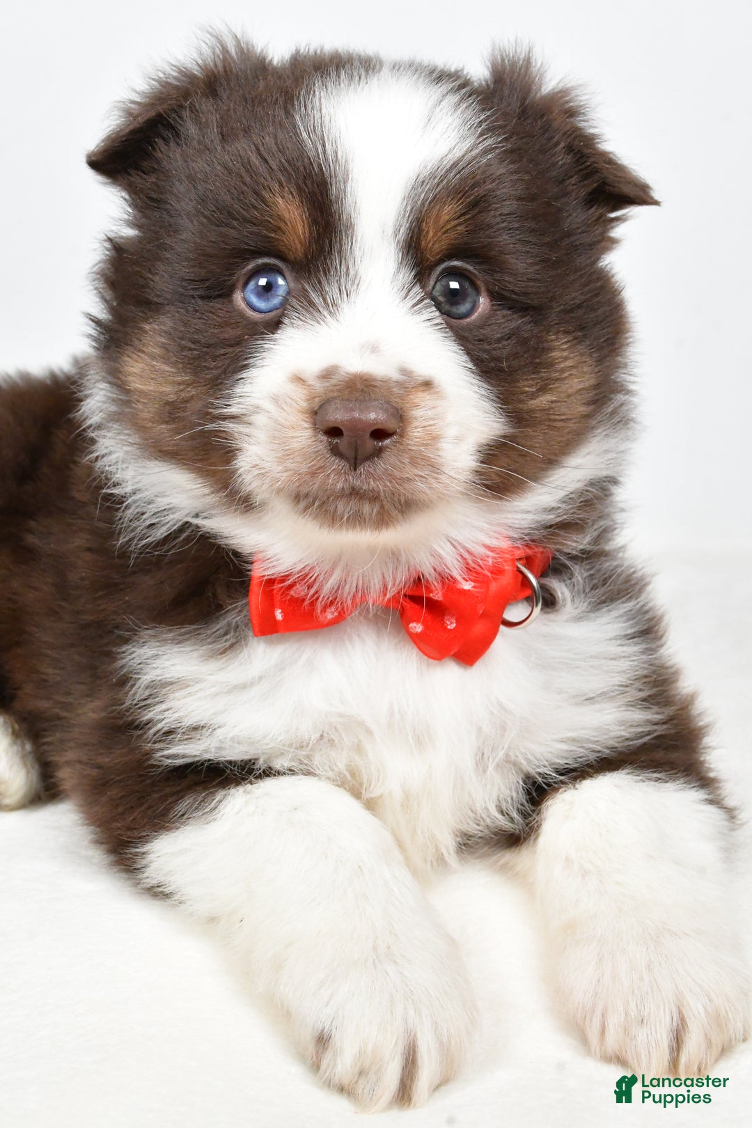 Toy Australian Shepherd dogs for sale: Benny - Ad 5