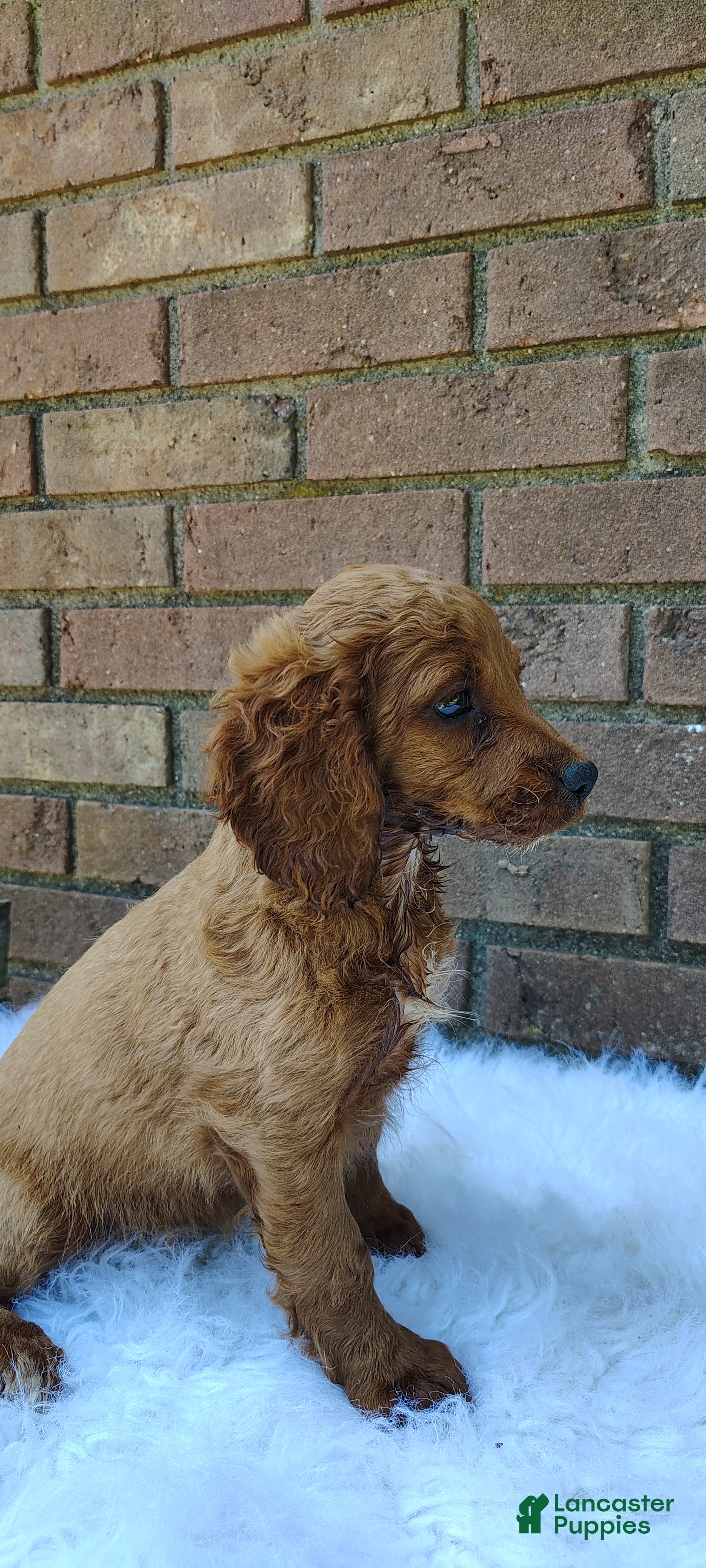 Irish Doodle dogs Daisy - Ad 2