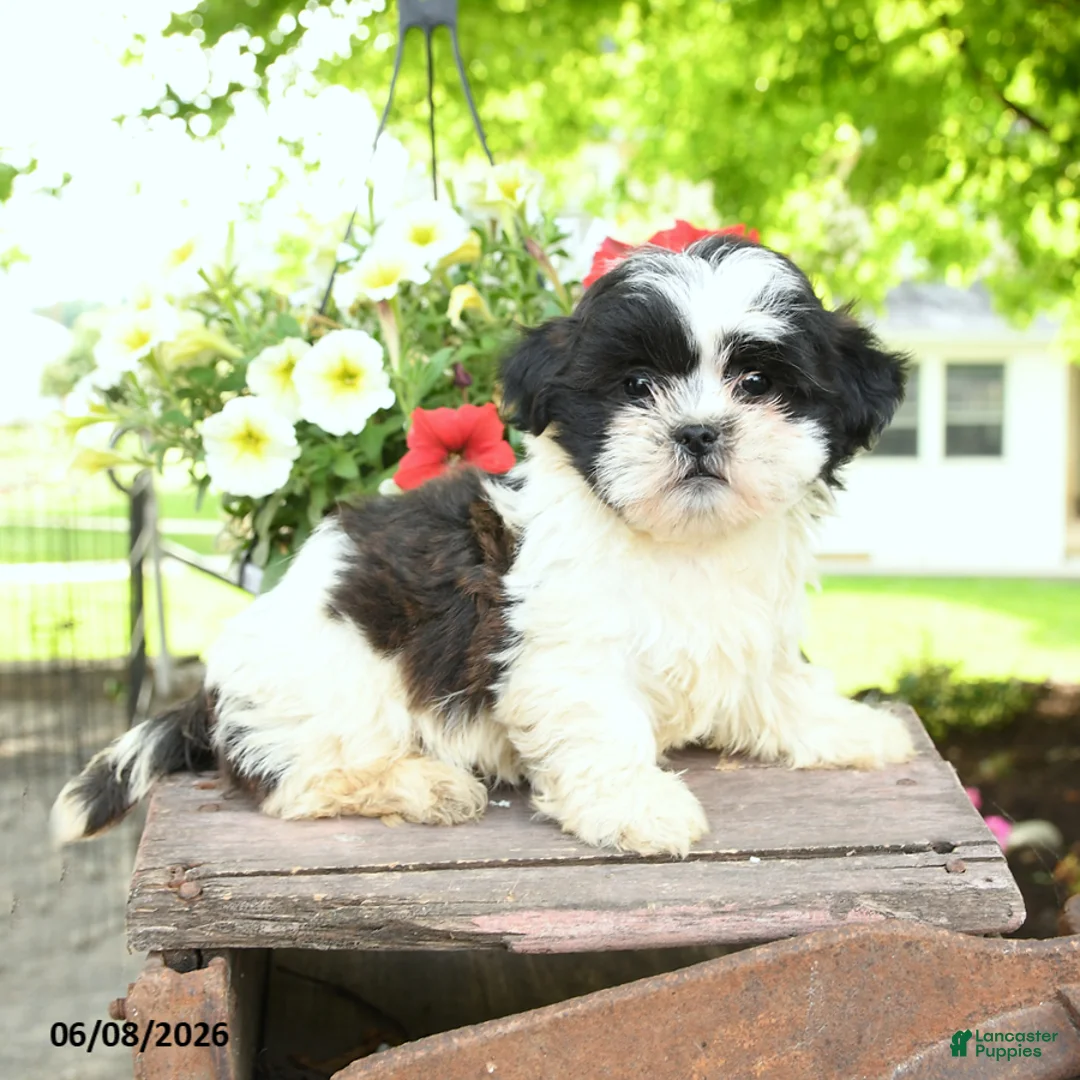 Teddy Bear dogs for sale: Ellie - Ad 1