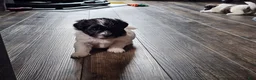 Teddy Bear dogs for sale: Allie - Ad 2
