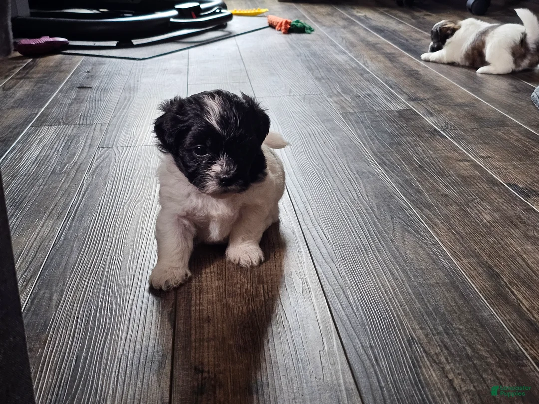 Teddy Bear dogs for sale: Allie - Ad 2