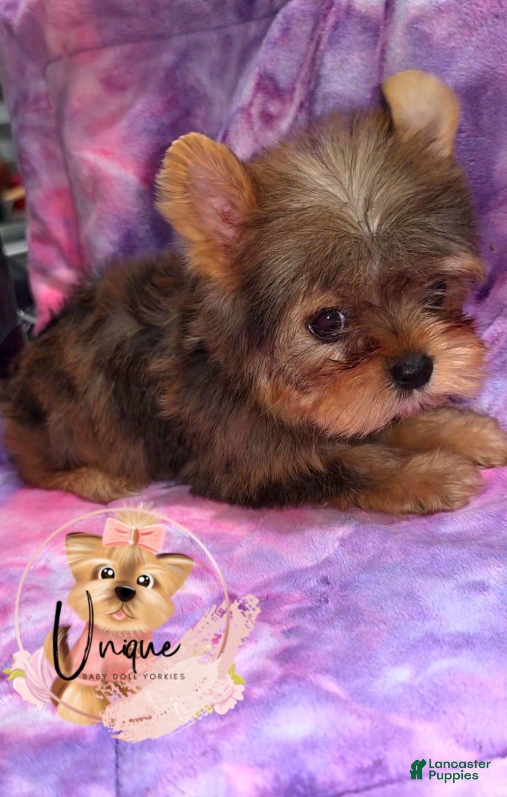 Yorkshire Terrier dogs Reese - Ad 1