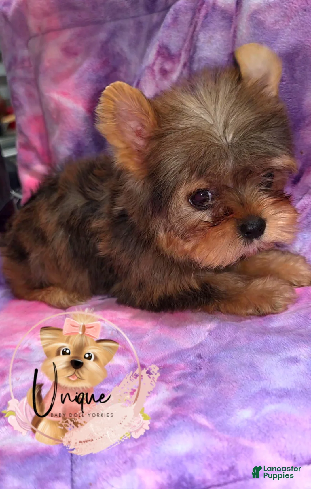 Yorkshire Terrier dogs for sale: Reese - Ad 1
