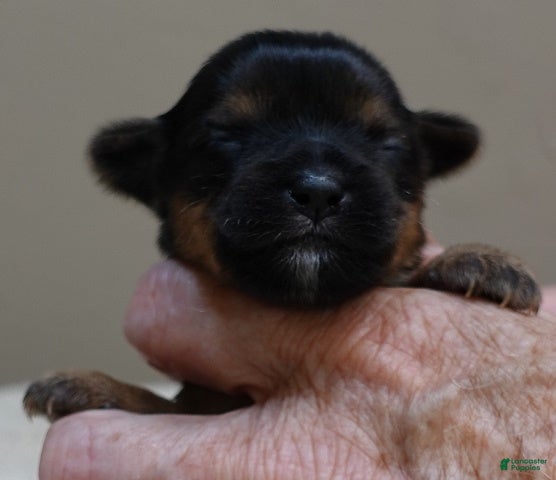 Yorkshire Terrier dogs  Tiny Daisy 7 ounces  - Ad 30