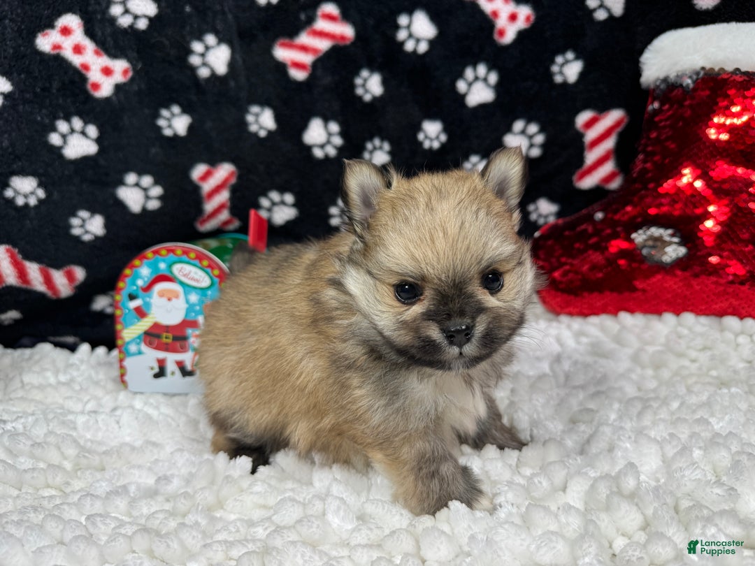Pomeranian dogs for sale: Pomeranian Puppy 2 - Ad 3