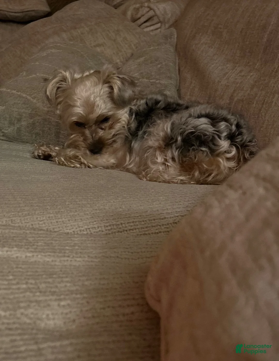 Yorkiepoo dogs for sale: Yorkiepoo Puppy 4 - Ad 2