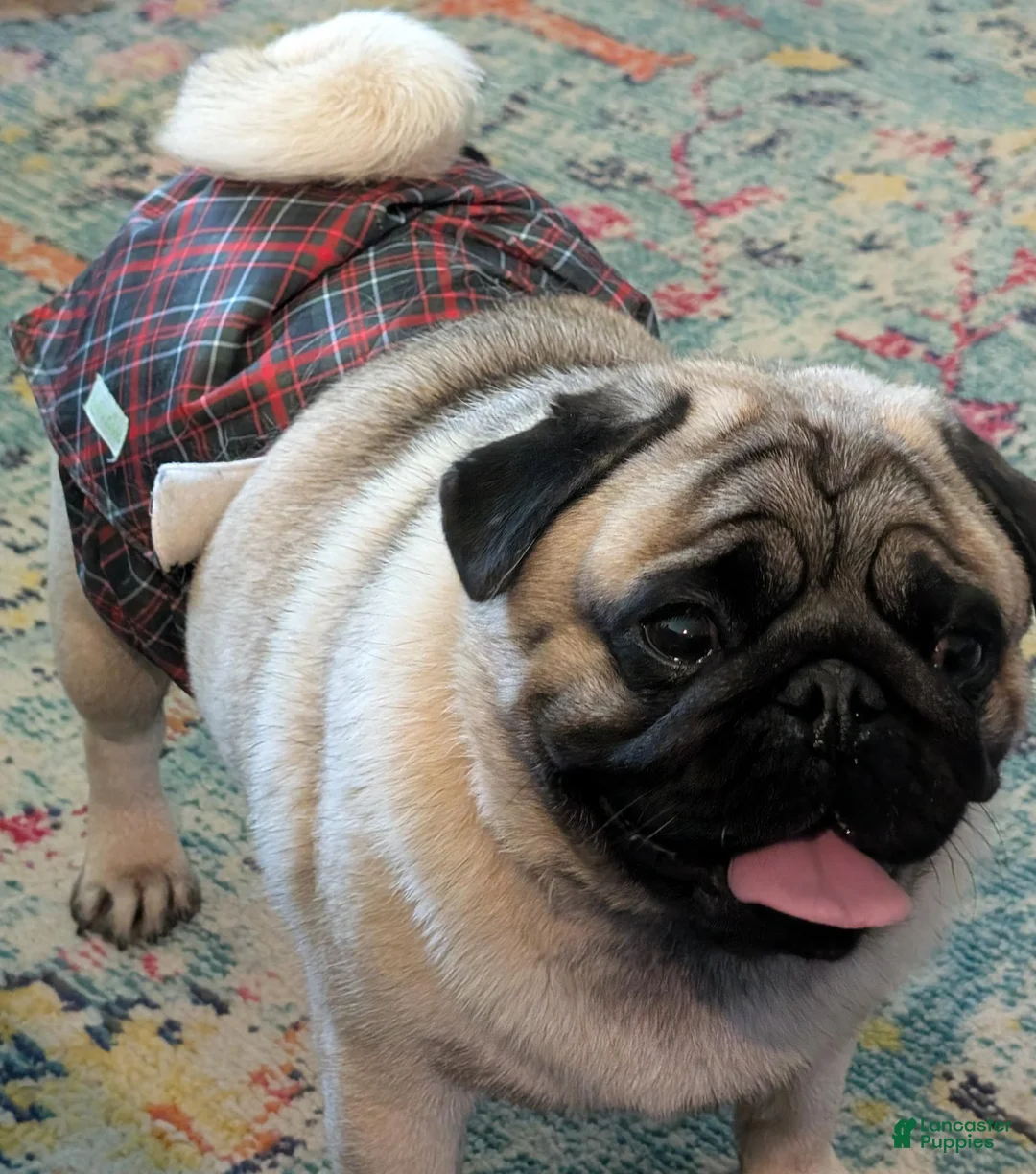 Pug dogs for sale: Pug 5 - Ad 3