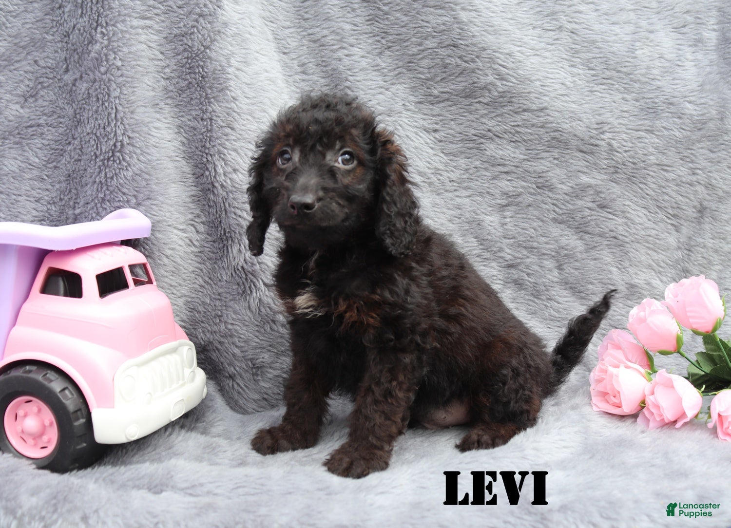 Mini Goldendoodle dogs for sale: Levi - Ad 3